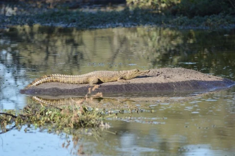Con cá sấu sông Nile nhỏ trườn lên lưng hà mã để thư giãn vì nó nghĩ rằng đó là tảng đá. (Nguồn: Caters News Agency)