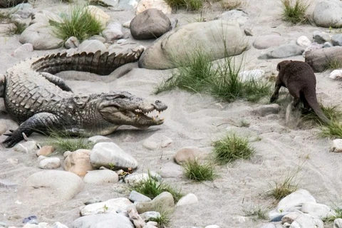 Con rái cá không hề sợ hãi khi thấy chú cá sấu. (Nguồn: Caters News Agency)