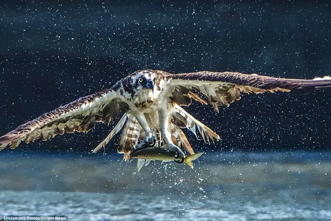 Chú cá không có cơ hội thoát thân khi nằm trong móng vuốt của chú chim ưng. (Nguồn: Solent News)