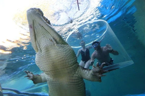 Những con cá sấu bơi xung quanh các du khách. (Nguồn: Crocosaurus Cove)