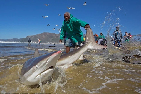 Sau một hồi vất vả, các ngư dân đã giải cứu thành công cho chú cá mập. (Nguồn: Daily Mail)