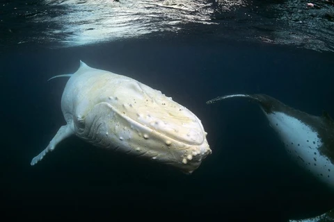 Con cá voi lưng gù trên có tên là Migaloo. (Nguồn: Caters News Agency)