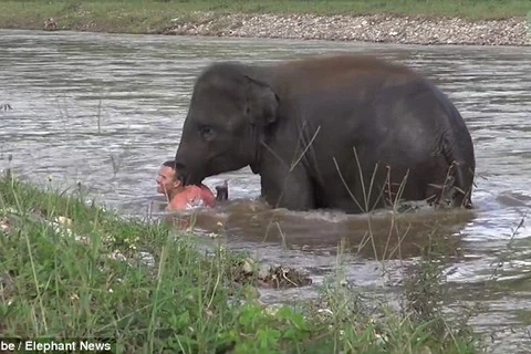 Kỳ diệu khoảnh khắc con voi lao ra sông để cứu huấn luyện viên