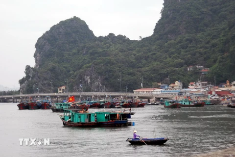 Tàu thuyền về khu bến cá tại chân cầu Bài Thơ, thành phố Hạ Long tránh trú bão. (Ảnh: Nguyễn Hoàng/TTXVN)