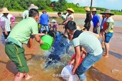Gần 60 người đã đào lối đi riêng cho con cá voi để đưa nó về biển. Trong suốt quá trình di chuyển họ phải sử dụng ô và đổ nước để giữ ẩm cho nó. (Nguồn: CCTV)