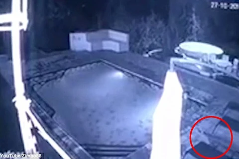 Cá sấu hung dữ lao vào bể bơi khách sạn tấn công nữ khách 