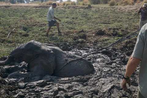 Giải cứu chú voi con bị mắc kẹt nhiều giờ trong đống bùn