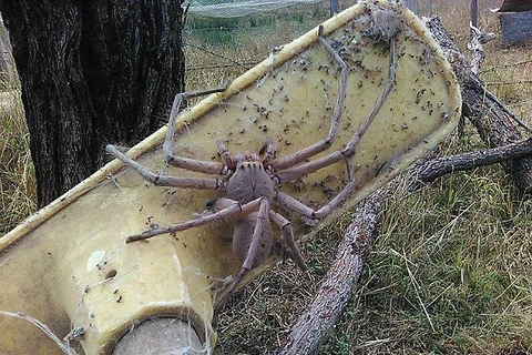 Con nhện khổng lồ. (Nguồn: Daily Mail)
