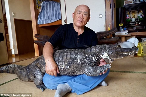 Ông Murabayashi đặt tên cho con cá sấu là Caiman. (Nguồn: Caters News Agency)