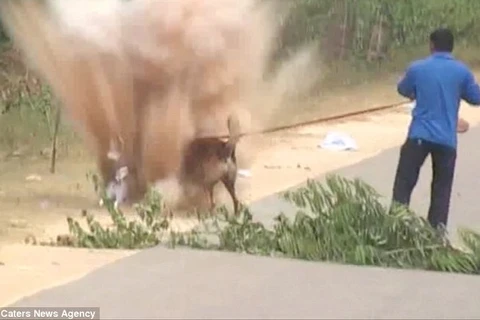 Chú chó cảnh sát may mắn sống sót khi đứng gần quả bom phát nổ