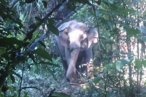 Con voi rừng bỗng trở lên hung dữ và tấn công cặp đôi ở Brumas khiến họ bị thương nghiêm trọng. (Nguồn: Nst.com.my)