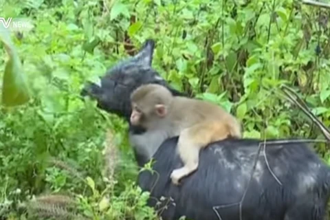 [Video] Chú khỉ con bám chặt đàn dê, quấn quýt không rời