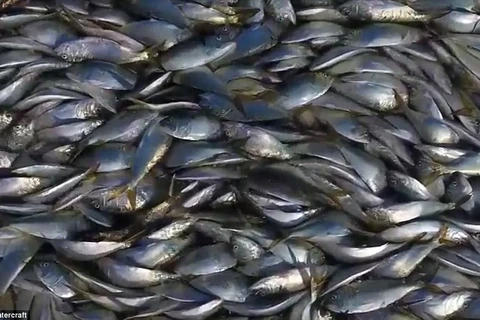 [Video] Rùng mình cảnh hàng vạn con cá chết phủ kín mặt nước