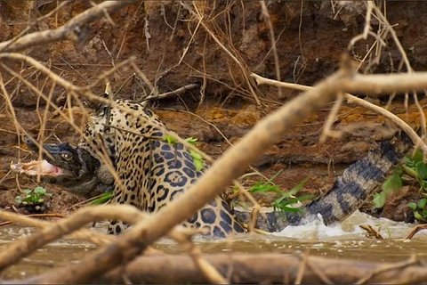 [Video] Báo đốm hung dữ lao xuống nước, kéo cá sấu lên ăn thịt