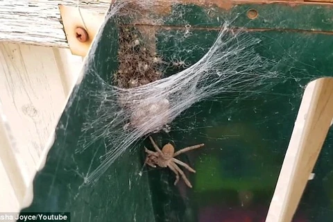 [Video] Hàng trăm con nhện "phục kích" trong thùng thư báo