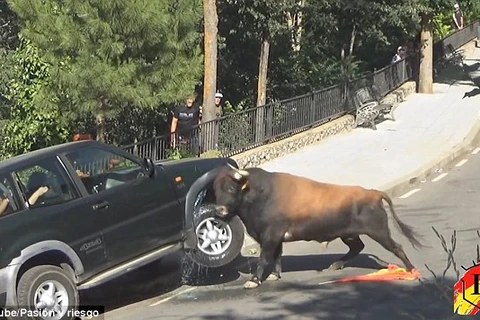 Du khách hoảng loạn vì bò tót điên cuồng tấn công xe ôtô 