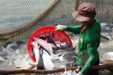 Trung Quốc có thể là thị trường nhập cá tra nhiều nhất của Việt Nam