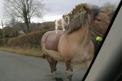 Chú chó ung dung đứng trên lưng ngựa. (Nguồn: Daily Mail)