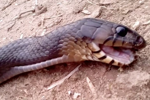 [Video] Kinh ngạc cảnh con rắn giả vờ chết để trốn kẻ thù