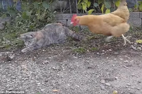 [Video] Chú mèo bị con gà “hớt tay trên” nhanh như cắt 