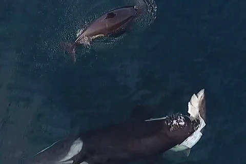 Con cá mập bị chú cá voi sát thủ ngậm trong miệng. (Nguồn: Daily Mail)