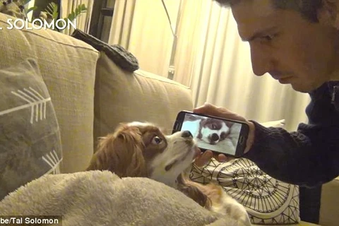 Chú chó tỏ vẻ sửng sốt khi Solomon bật đoạn video. (Nguồn: YouTube)