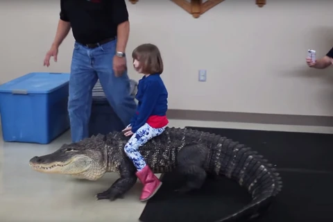 Bé gái ngồi trên lưng con cá sấu. (Nguồn: YouTube)