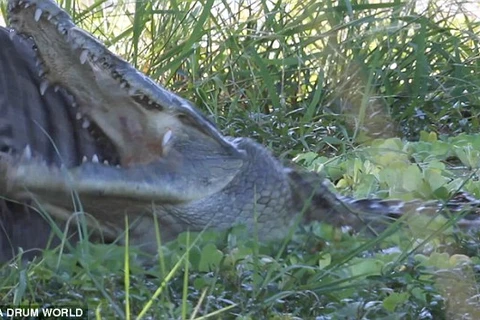 Ngựa vằn thoát chết thần kỳ khỏi hàm răng sắc nhọn của cá sấu