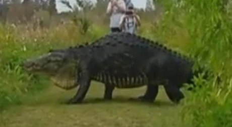 [Video] Sửng sốt với sự xuất hiện của con cá sấu khổng lồ