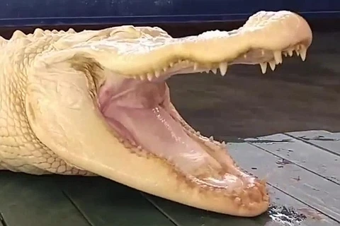 [Video] Vẻ ngoài đáng kinh ngạc của con "cá sấu ma" quý hiếm 