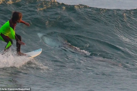 Eden lướt sóng ngay gần con cá mập trắng. (Nguồn: Chris Hasson)