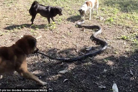 Bốn con chó tử chiến với rắn hổ mang chúa khổng lồ để bảo vệ chủ