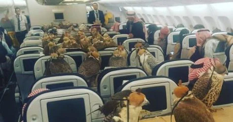 Những con chim ưng trong máy bay. (Nguồn: Reddit)