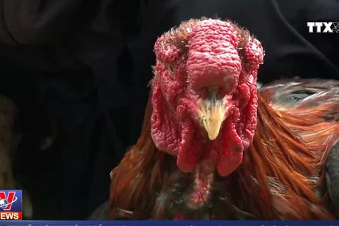 [Video] Chiêm ngưỡng giống gà Đông Tảo quý hiếm ở Hưng Yên