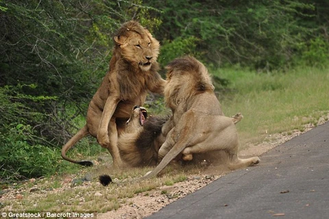 Ba con sư tử lao vào nhau và chúng gào liên tục gào lớn để đe dọa đối phương. (Nguồn: Barcroft Images)