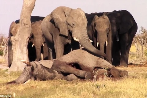 [Video] Xúc động cảnh đàn voi đứng cạnh để bảo vệ xác đồng loại