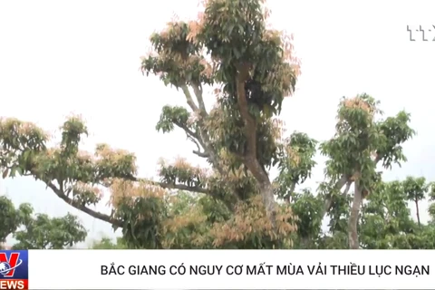 [Video] Bắc Giang có nguy cơ mất mùa vải thiều Lục Ngạn
