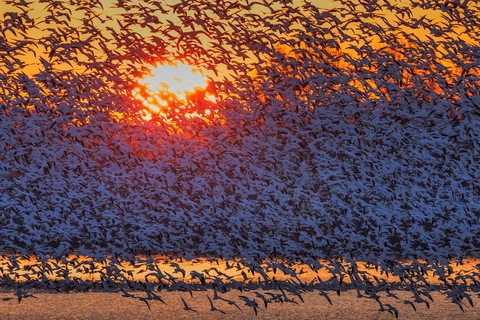 Hàng nghìn con ngỗng bay lên khỏi hồ nước trong buổi hoàng hôn và tạo ra cảnh tượng tuyệt đẹp. (Nguồn: David Hua)