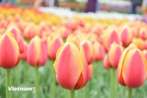 Hàng nghìn bông hoa tuylip đủ màu sắc bừng nở, khoác lên công viên tấm áo choàng màu sắc rực rỡ. (Ảnh: Nguyễn Tuyến/Vietnam+) 