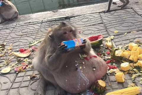 Chú khỉ trên ăn quá nhiều thức ăn nên nó ngày càng phát phì. (Nguồn: Viral Press)