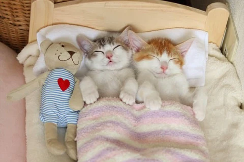 Hai chị em mèo "gây sốt" khi không thể ngủ nếu thiếu nhau