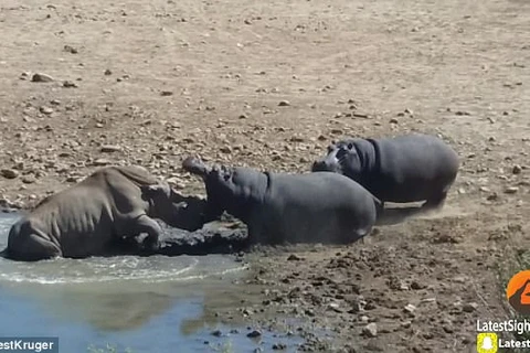 [Video] Hà mã nổi điên cắn chết tê giác đang uống nước dưới hồ