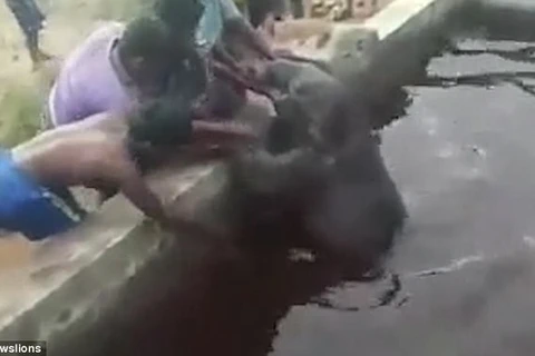 Dân làng chung sức giải cứu chú voi con bị ngã xuống bể nước