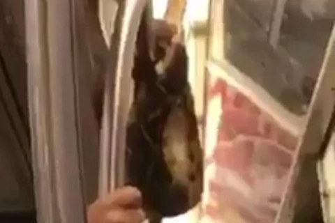 Hành khách chơi trội khi mang con rắn lớn lên tàu điện ngầm 