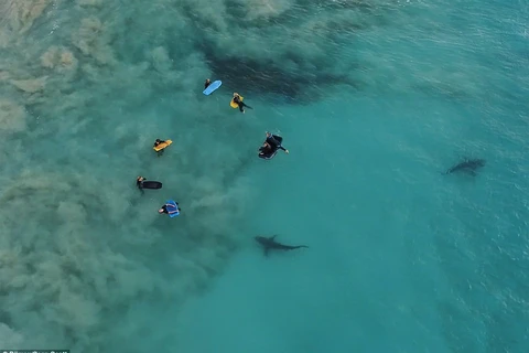 [Video] Hàng trăm con cá mập bơi lởn vởn gần nhóm du khách