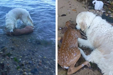 Kinh ngạc cảnh tượng chú chó lao xuống biển để cứu con nai