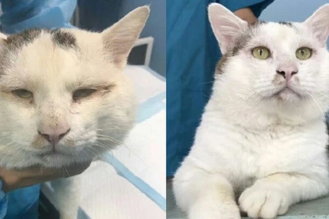 Feifei trước và sau khi thực hiện ca phẫu thuật cắt mí mắt. (Nguồn: Shanghaiist)