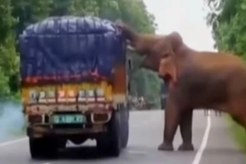 [Video] Ngỡ ngàng cảnh con voi chặn xe tải giữa đường để lấy thức ăn