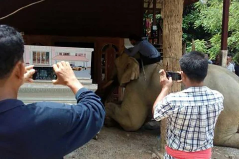 [Video] Chú voi quỳ gối trước quan tài người chủ quá cố để từ biệt