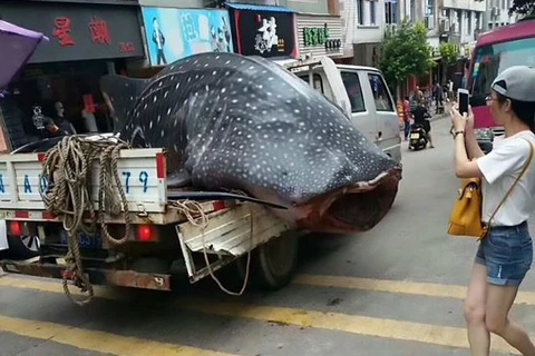 Phẫn nộ cảnh xẻ thịt cá mập voi trên phố để bán cho nhà hàng